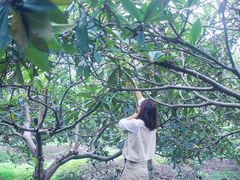 -塘栖枇杷特色园区