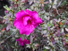 -墨尔本皇家植物园