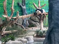 -灵玲国际马戏城