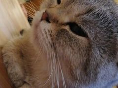 -猫色咖啡·猫咖