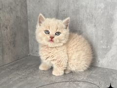 -小猫来了·猫舍(红山六九七九店)