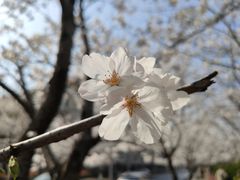 -高东镇樱花园