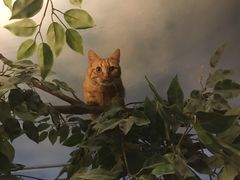 -猫猫幼稚园·撸猫·桌游·电玩