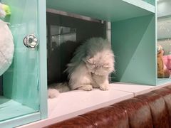 -猫小院猫主题餐厅(三里屯店)