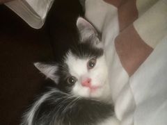 -伟伟宠物医院·CT影像中心·瑞派犬猫综合性门诊(汉口总院)