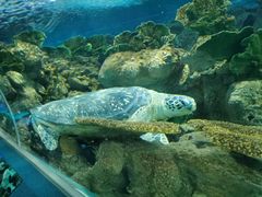 -上海海洋水族馆