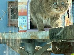 -青藏高原野生动物园