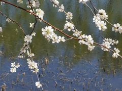 -桃花堤公园