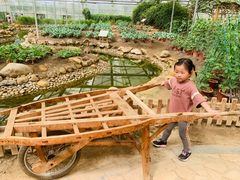 -上海都市菜园