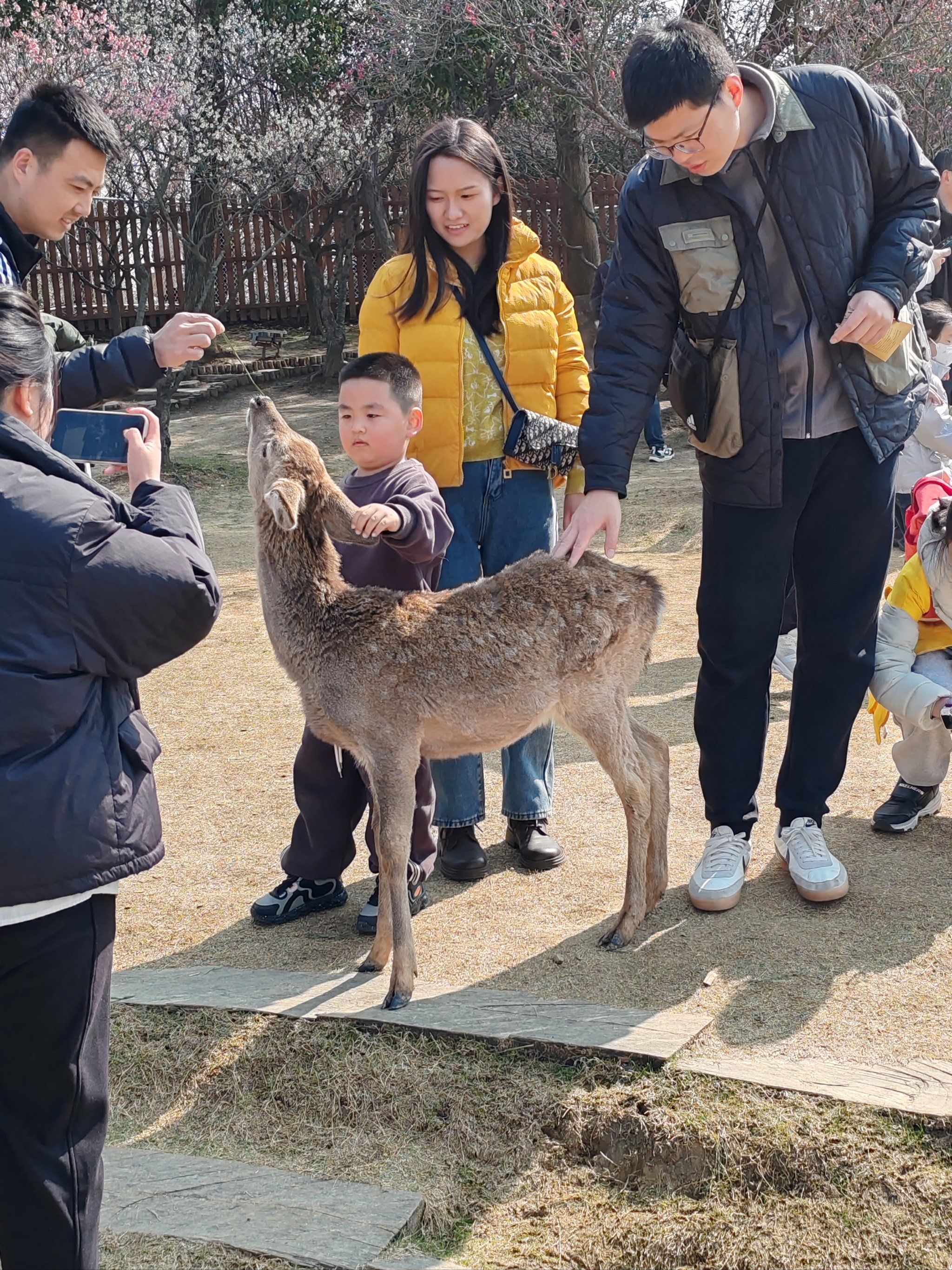 好可爱的小鹿,喂鹿记得早点去
