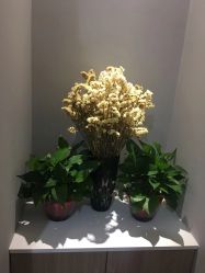 -CICI纤美·科技减肥美容