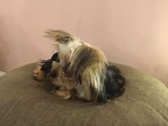 -浣熊柯尔鸭土拨鼠·电玩咖