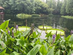 -上海滨江森林公园