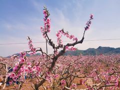 -河口景区