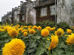 -百万葵园