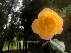 -海棠花溪(元大都城垣遗址公园)