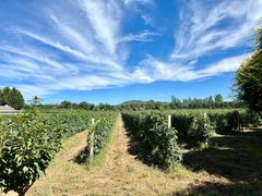 -北京张裕爱斐堡酒庄