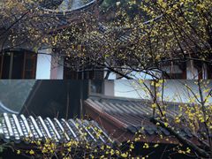 -十八棵（老龙井）御茶园(老龙井店)