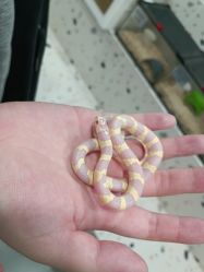 -Moni星球萌宠·小马宝莉·灵蛇·高端高阶全萌宠互动体验俱乐部(红豆国际广场店)
