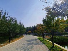 -大望京公园