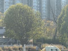 -桂溪生态公园