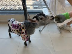 -怪兽屋·羊驼·猫咖·狗咖(俊华广场店)