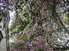 -深圳国际园林花卉博览园