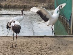 -盐城丹顶鹤湿地生态旅游区
