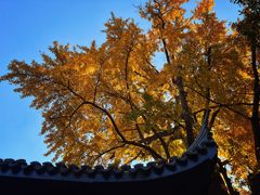 -惠山国家森林公园