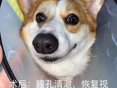 -瑞鹏宠物医院·眼科·皮肤·中兽医(大悦城分院)