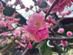 -红螺寺