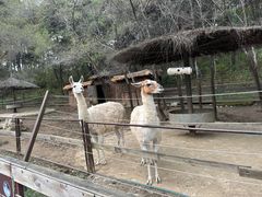 -沈阳森林动物园