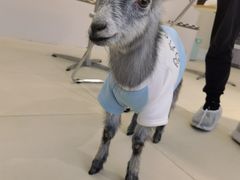 -怪兽屋·羊驼·猫咖·狗咖(俊华广场店)