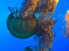 -太平洋海底世界