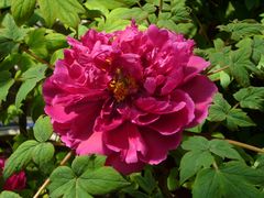 -洛阳周王城天子驾六博物馆