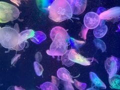 -海合安成都极地海洋公园