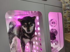 -宠物之家Pets Home 宠物寄养酒店