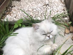 -喵屿·大理花园猫咖