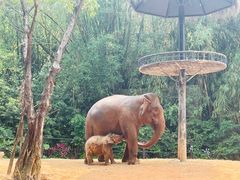 -广州长隆野生动物世界