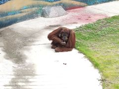 -西霞口神雕山野生动物世界