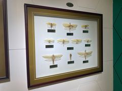 -上海昆虫博物馆