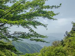 -王顺山国家森林公园