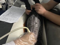-中国农业大学动物医院