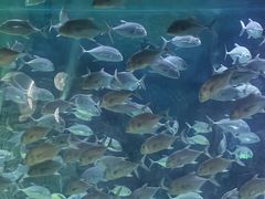 -烟台海昌鲸鲨海洋公园