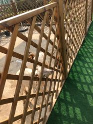 -萌宠亲子动物乐园(槐房万达店)