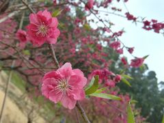 -南国桃园旅游度假区