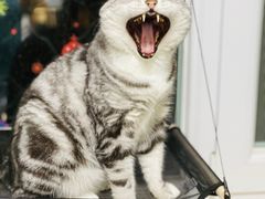 -纳吉亚猫专科动物医院博雅分院