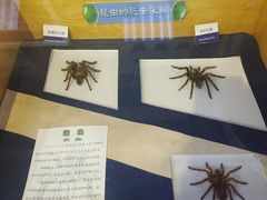 -上海大自然野生昆虫馆(东方明珠·爬宠昆虫探索中心)