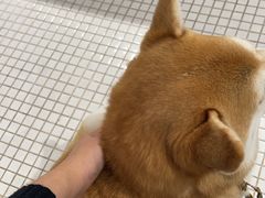 -柴务处·柴犬主题狗咖