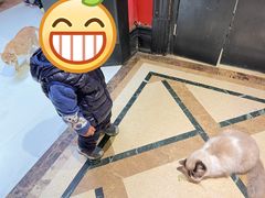 -猫色咖啡·猫咖